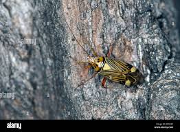 Attēlu rezultāti vaicājumam “Rhabdomiris striatellus”