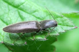 Attēlu rezultāti vaicājumam “Cidnopus aeruginosus”