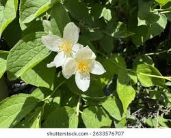 Attēlu rezultāti vaicājumam “Philadelphus coronarius flower”