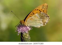 Attēlu rezultāti vaicājumam “Argynnis paphia”