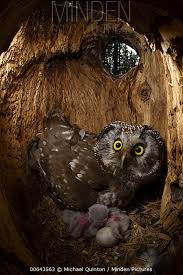 Attēlu rezultāti vaicājumam “Aegolius funereus adult”