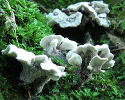 Attēlu rezultāti vaicājumam “Hydnellum ferrugineum”