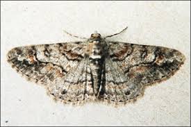 Attēlu rezultāti vaicājumam “Cleora cinctaria”