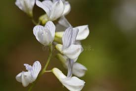 Attēlu rezultāti vaicājumam “Vicia sylvatica leaf”