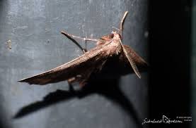 Attēlu rezultāti vaicājumam “Herminia tarsicrinalis”