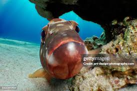 Image result for Epinephelus morio