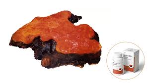 Attēlu rezultāti vaicājumam “Antrodia”