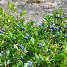 Attēlu rezultāti vaicājumam “Vaccinium angustifolium”