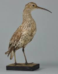 Image result for Numenius tenuirostris