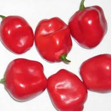 Afbeeldingsresultaat voor red rocoto hot pepper