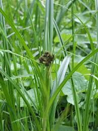 Attēlu rezultāti vaicājumam “Scirpus sylvaticus leaf”