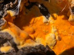 Attēlu rezultāti vaicājumam “Ceriporia viridans”