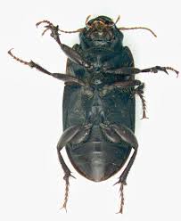 Attēlu rezultāti vaicājumam “Carabidae”