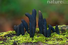 Attēlu rezultāti vaicājumam “Xylaria polymorpha”
