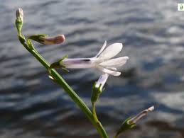 Attēlu rezultāti vaicājumam “Lobelia dortmanna flower”