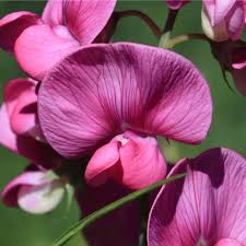 Attēlu rezultāti vaicājumam “Lathyrus latifolius flower”