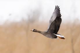 Attēlu rezultāti vaicājumam “Anser albifrons”