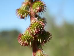 Attēlu rezultāti vaicājumam “Agrimonia eupatoria fruit”