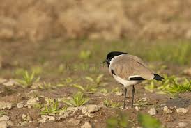 Attēlu rezultāti vaicājumam “Vanellus vanellus adult”