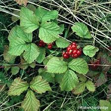Attēlu rezultāti vaicājumam “Rubus saxatilis fruit”