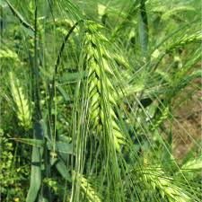 Attēlu rezultāti vaicājumam “Triticum aestivum”