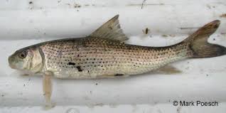 Image result for Minytrema melanops