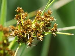 Attēlu rezultāti vaicājumam “Cladium mariscus bud”