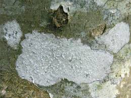 Attēlu rezultāti vaicājumam “Pertusaria leioplaca”