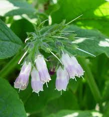 Image result for Symphytum officinale