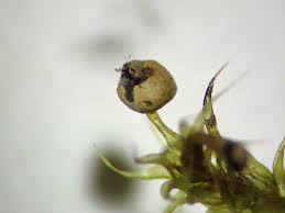 Attēlu rezultāti vaicājumam “Diderma ochraceum macro”