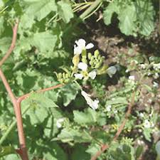 Attēlu rezultāti vaicājumam “Raphanus sativus”