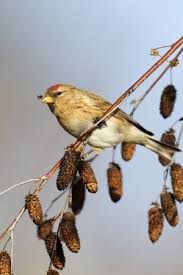 Attēlu rezultāti vaicājumam “Carduelis cannabina adult”