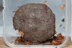 Attēlu rezultāti vaicājumam “Tubifera magna”