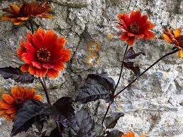 Image result for Heliopsis scabra