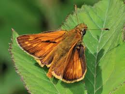 Attēlu rezultāti vaicājumam “Ochlodes sylvanus female”
