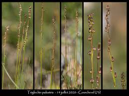 Attēlu rezultāti vaicājumam “Triglochin palustre fruit”