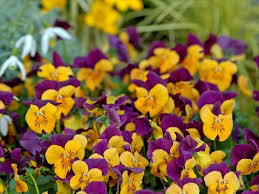 Attēlu rezultāti vaicājumam “Viola x williamsii flower”