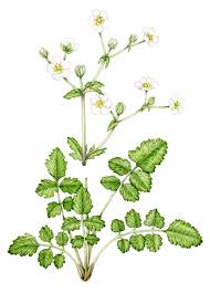 Attēlu rezultāti vaicājumam “Rosaceae”