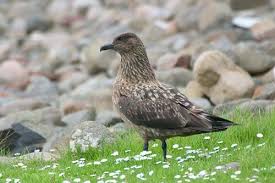 Image result for Stercorarius skua