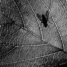 Attēlu rezultāti vaicājumam “Dianema nivale macro”