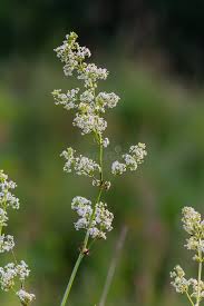 Attēlu rezultāti vaicājumam “Galium album flower”
