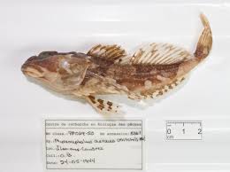 Image result for Myoxocephalus octodecemspinosus