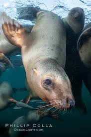 Image result for Eumetopias jubatus