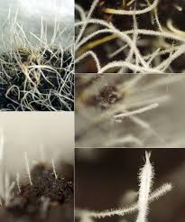 Attēlu rezultāti vaicājumam “Tilachlidium brachiatum”