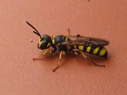 Attēlu rezultāti vaicājumam “Cerceris arenaria”