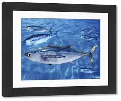 Image result for Thunnus alalunga