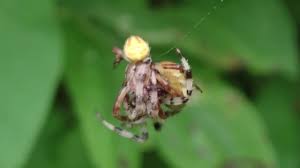Attēlu rezultāti vaicājumam “Araneus quadratus female”