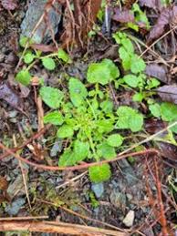Attēlu rezultāti vaicājumam “Lapsana communis leaf”