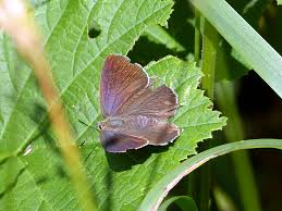 Attēlu rezultāti vaicājumam “Favonius quercus”