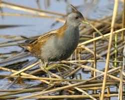 Image result for Porzana parva